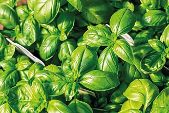 Basil seeds in craft envelope