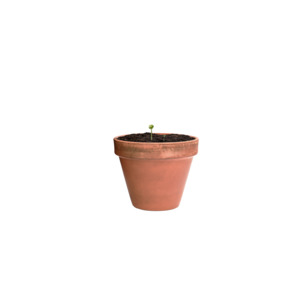 flower seed capsule