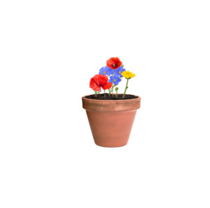 flower seed capsule