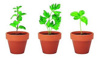 Terracotta 3 herb pot set
