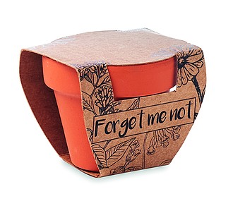 Terracotta pot forget me not