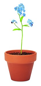 Terracotta pot forget me not