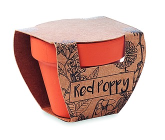 Terracotta pot poppy