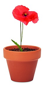 Terracotta pot poppy