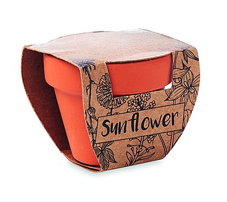 Terracotta pot sunflower