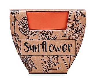 Terracotta pot sunflower