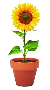 Terracotta pot sunflower