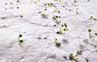Wildflower seeds