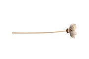 VANILLA SEASON SANUKI Diffuser, black