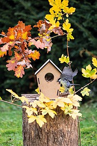 Bird house ECO HOME