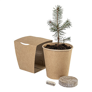 Christmas tree growing kit