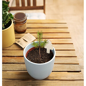 Christmas tree growing kit