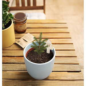 Christmas tree growing kit